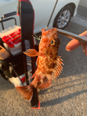 明石アジング不調