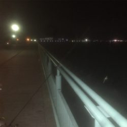 タチウオ&メバリングの2ラウンド