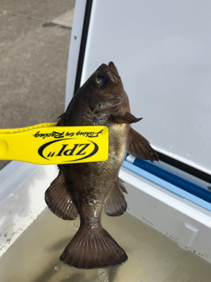 この時期に昼間にメバル