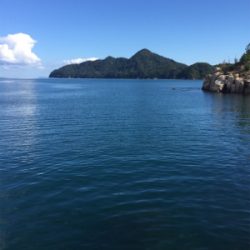 ウマヅラ・グレ