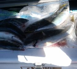 良いとこなのに、餌切れです。