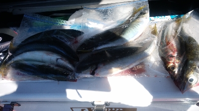 良いとこなのに、餌切れです。