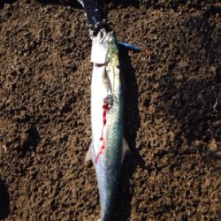 サゴシ45cm,アオリイカ500g,紅イカ63cm