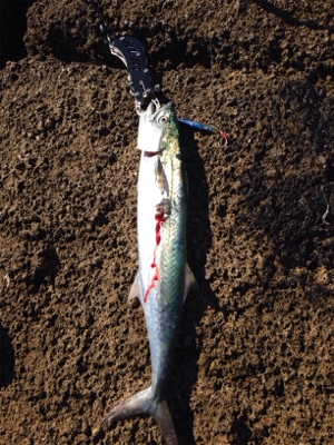 サゴシ45cm,アオリイカ500g,紅イカ63cm