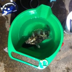 地元ちょこっと太刀魚釣り