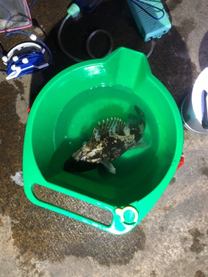 地元ちょこっと太刀魚釣り