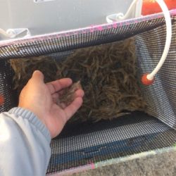 平磯・秋のタイ祭り！