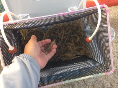 平磯・秋のタイ祭り！