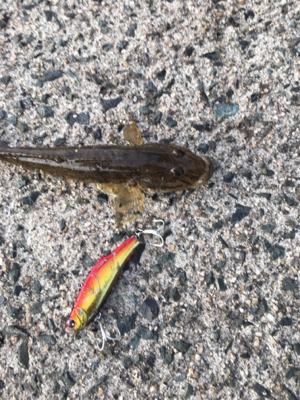 おハゼとセイゴ