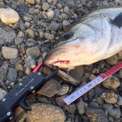 落ちアユパターン⁉︎