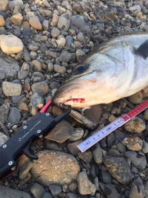 落ちアユパターン⁉︎