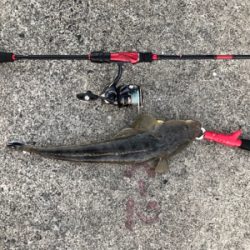 久々のチニング