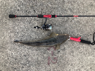 久々のチニング