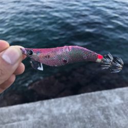 アオリイカ釣果