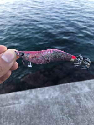 アオリイカ釣果