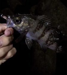 アジがたくさん釣れた