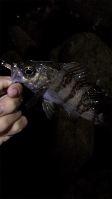 アジがたくさん釣れた