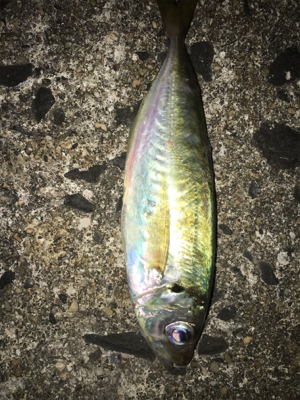 短時間アジング