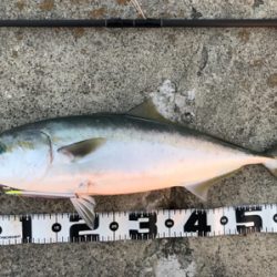 ルアーマンの意地2