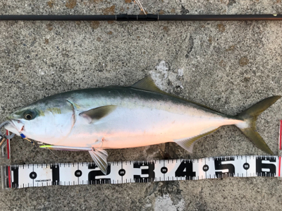 ルアーマンの意地2