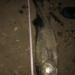 一発でサヨリパターン攻略