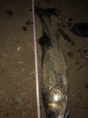 一発でサヨリパターン攻略