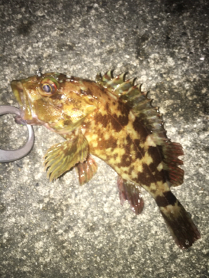 メバリング☆ガシリング☆アジング シャロー…