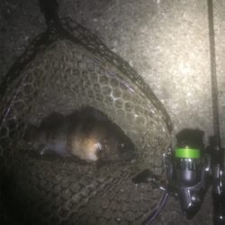 タチウオ、メバルの2ラウンド2日目