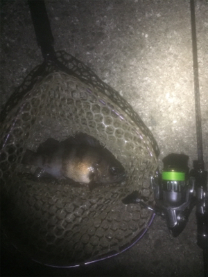 タチウオ、メバルの2ラウンド2日目