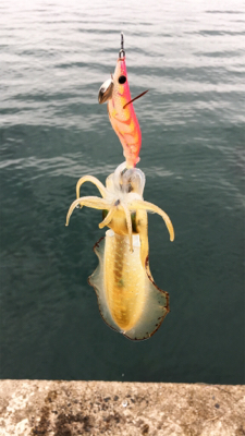 エギングリベンジ