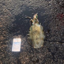 和歌山 アオリイカ