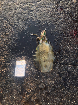 和歌山 アオリイカ