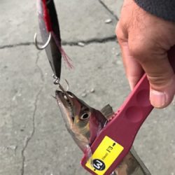 今日も、時合いが…