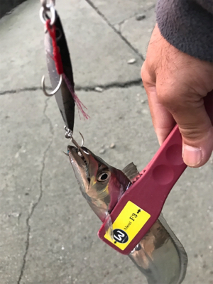 今日も、時合いが…