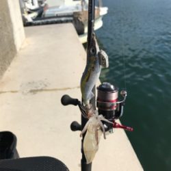 昼間のヒイカ調査