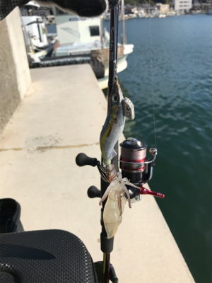 昼間のヒイカ調査