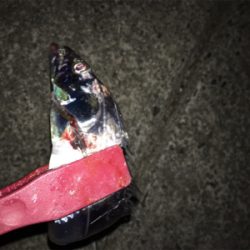 タチウオ複数げっと!