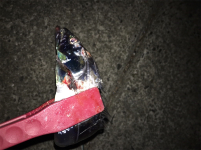 タチウオ複数げっと！