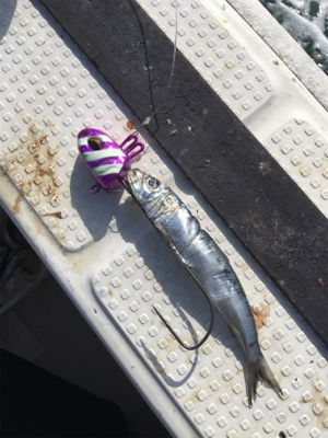 釣り人家さんタチウオ便