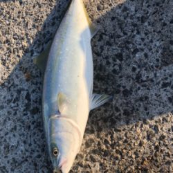 1年がかりで初ハマチ！