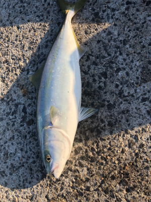 1年がかりで初ハマチ！