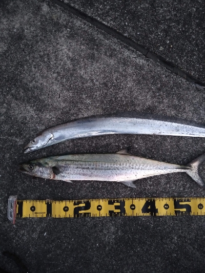 タチ　サゴ　サバ