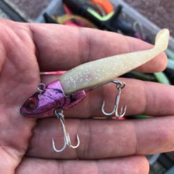 渋太刀&ノー青もノー