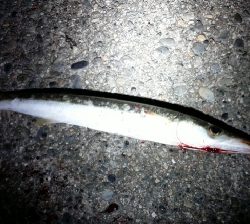 カマスが釣れました。