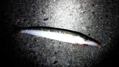 カマスが釣れました。