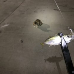 短時間アジング