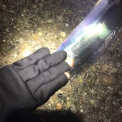 尻尾のないタチウオGET (^^)v