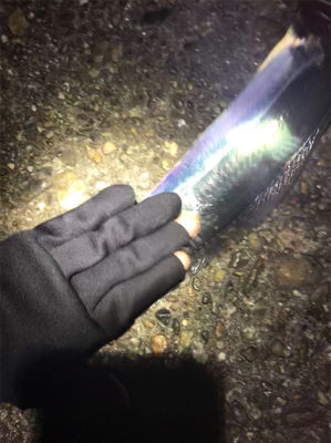 尻尾のないタチウオGET (^^)v