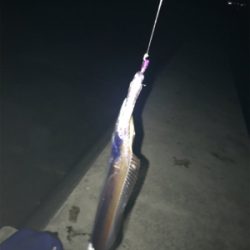 1匹でもタチウオ