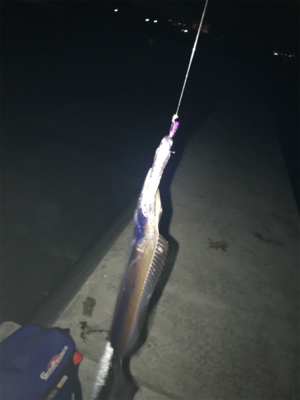 1匹でもタチウオ